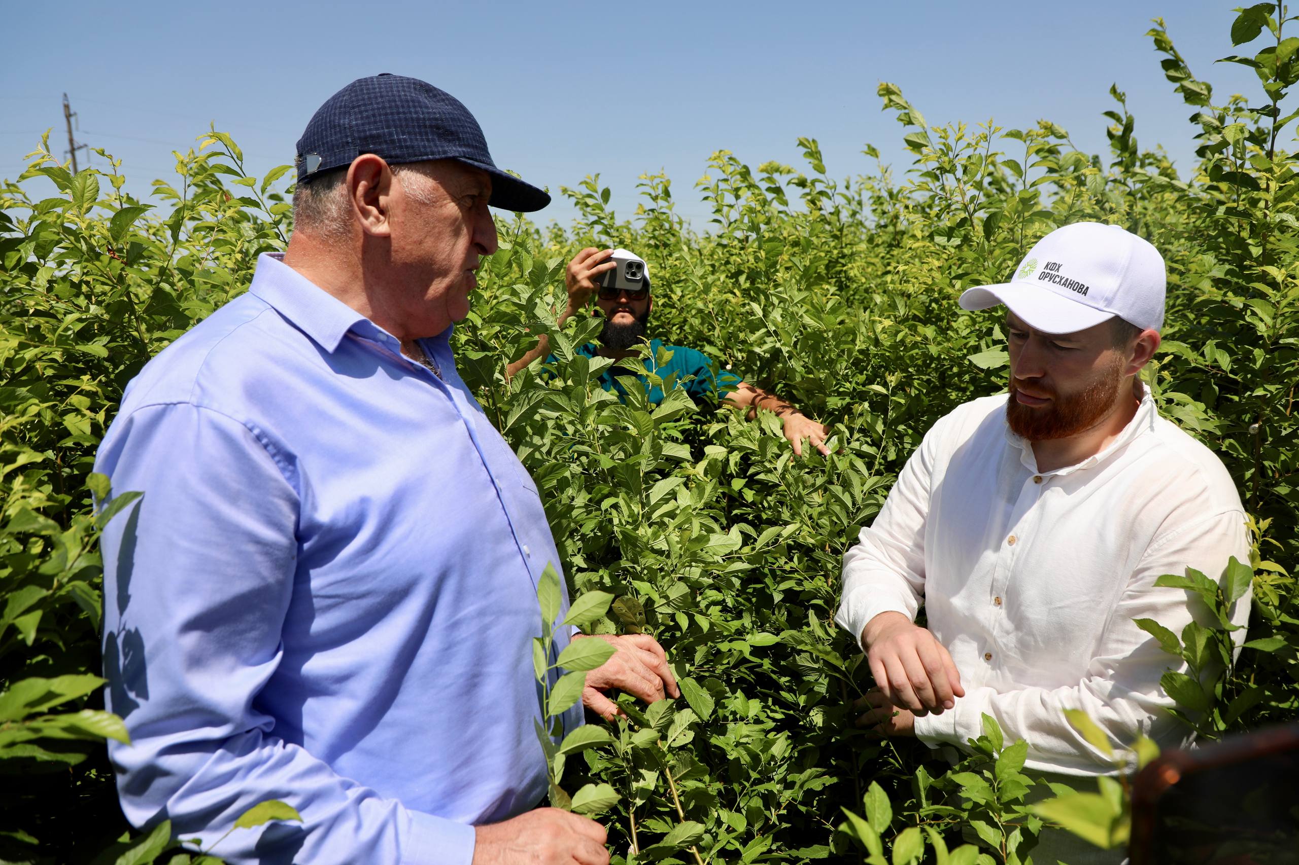 16 га садов и 12 га плодопитомника заложили в Хасавюртовском районе