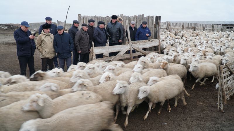 Абдулмуслим Абдулмуслимов ознакомился с готовностью хозяйств Кочубейской зоны отгонного животноводства к зимовке скота