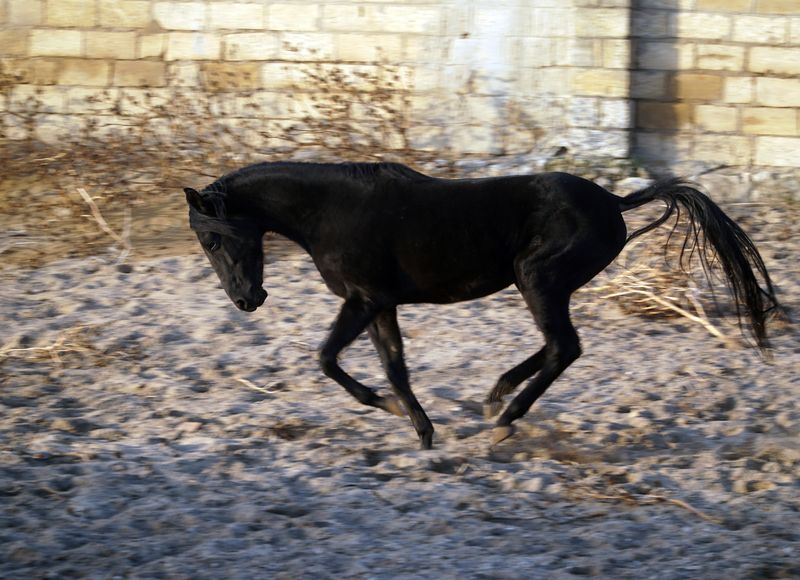 Вернуть Дагестану былую славу ахалтекинских скакунов