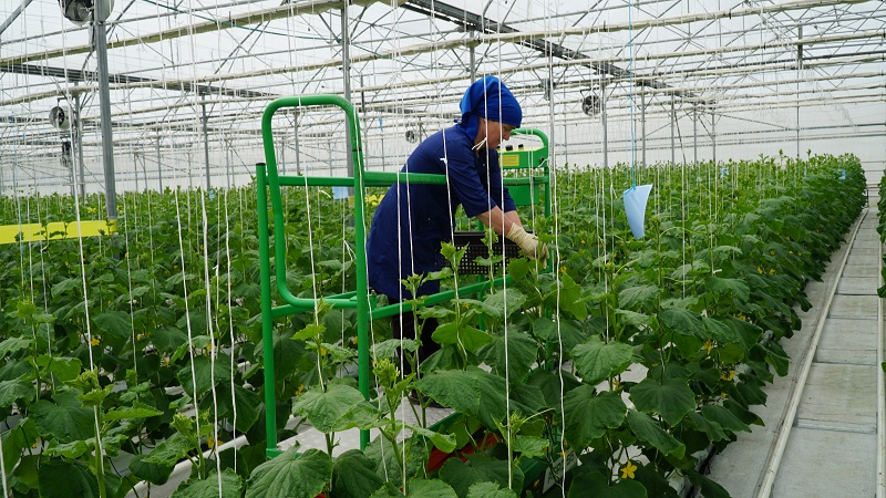 Абдулмуслим Абдулмуслимов ознакомился с работой сельхозпредприятий Кизилюртовского района